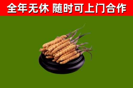 永清烟酒回收冬虫夏草.jpg